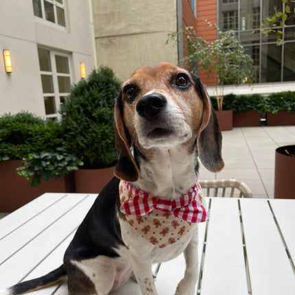 Christmas Morning Gingerbread Man Bandana Gingham Print