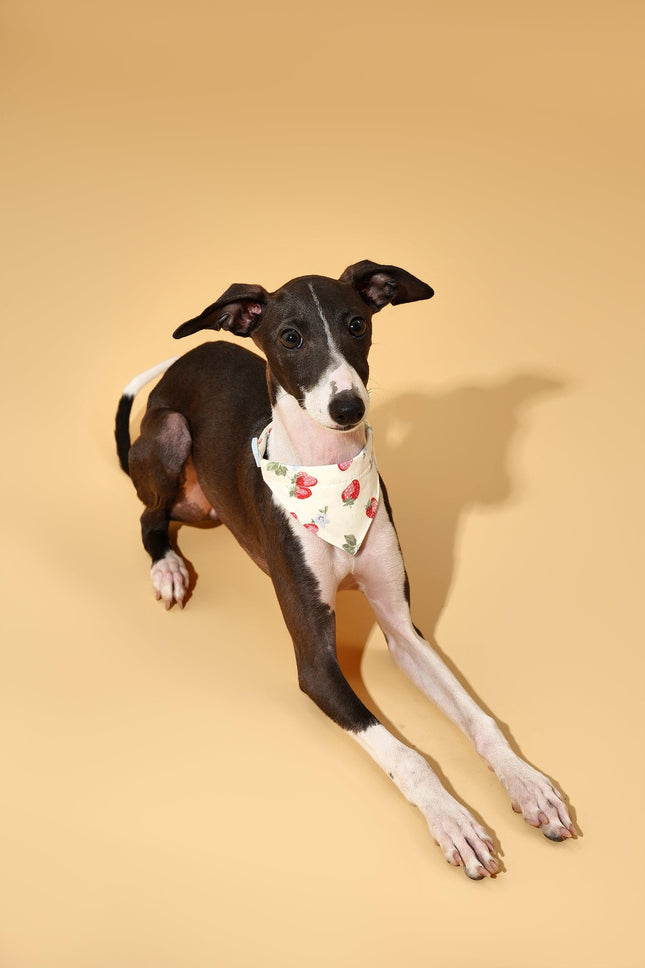Strawberry Fields Butter Yellow Triangle Dog Bandana